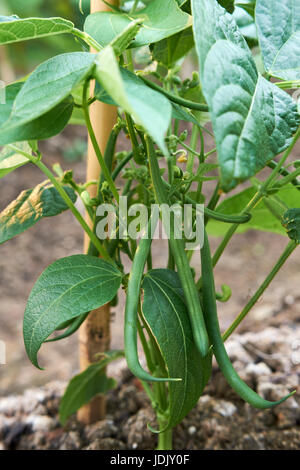 Des plants de haricot nain 'Ferrari' poussant dans un sol riche en compost dans un potager, au Royaume-Uni. Banque D'Images