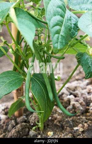 Des plants de haricot nain 'Ferrari' poussant dans un sol riche en compost dans un potager, au Royaume-Uni. Banque D'Images