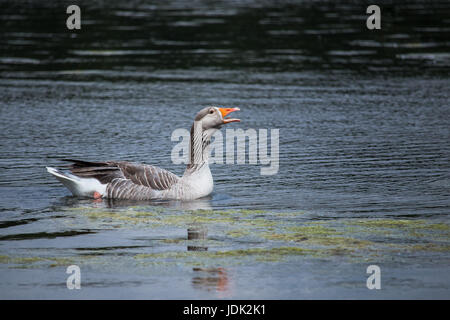 Ce mouthy goose n'était pas heureux quand est a commencé à pleuvoir sur l'un des premiers jours d'été balmly à Londres. Banque D'Images