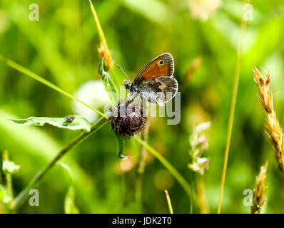 Papillon Small Heath (Coenonympha pamphilus) Stoke, Staffordshire, Angleterre, Royaume-Uni Banque D'Images