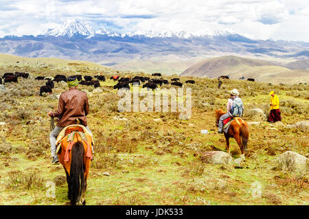 Avis sur l'Trekker et troupeaux de yaks avec les nomades dans les montagnes du Sichuan Banque D'Images