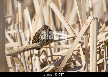 Jeune carouge à épaulettes (Agelaius phoeniceus) perché sur une tige de queue de chat au soleil, Lois Hole Parc Provincial. Banque D'Images