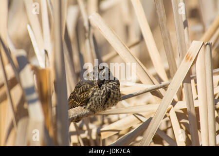 Jeune carouge à épaulettes (Agelaius phoeniceus) perché sur une tige de queue de chat au soleil, Lois Hole Parc Provincial. Banque D'Images