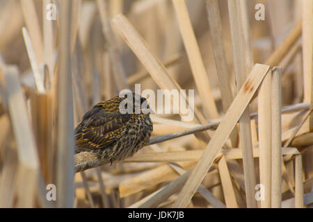 Jeune carouge à épaulettes (Agelaius phoeniceus) perché sur une tige de queue de chat au soleil, Lois Hole Parc Provincial. Banque D'Images