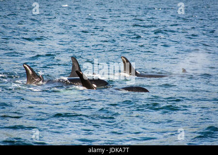 Un groupe d'épaulards nageant dans le Whale Channel, dans la forêt du Grand Ours de la Colombie-Britannique, Canada. Banque D'Images