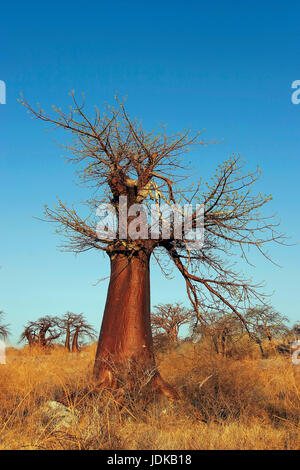 / Baobab baobab, Baobab / Affenbrotbaum Banque D'Images