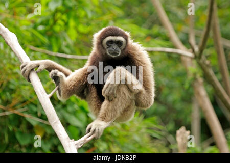 Gibbon gris, Bornéo, Gibbon, Grauer Gibbon, Bornéo, Gibbon Banque D'Images