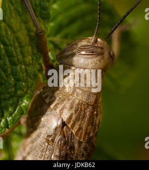 Grashopper géant (chef photo) Banque D'Images