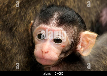 Langschwanzmakak, jeune animal, bébé, bébé, Jungtier , Banque D'Images