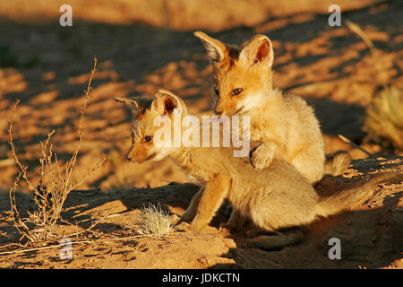 Cape Fox, les jeunes animaux, jouer, Vulpes macrotis, Kapfuchs, Jungtiere, spielen Banque D'Images