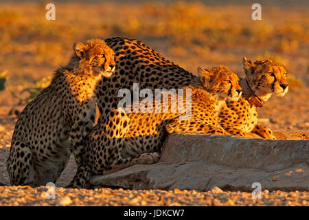 Lurking Cheetah guépard / Lauernde Geparden / Cheetah, Banque D'Images