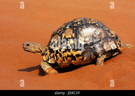 La tortue léopard la tortue léopard / Leopardenschildkroete Leoparden-Schildkroete /, Banque D'Images