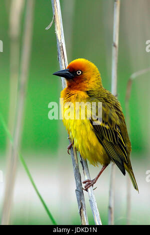 Cape weaver - weaver's bird, Kapweber - Webervogel Banque D'Images