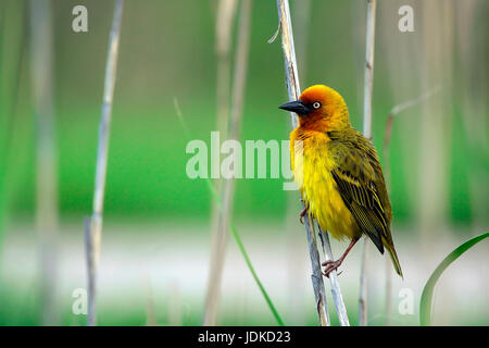 Cape weaver - weaver's bird, Kapweber - Webervogel Banque D'Images