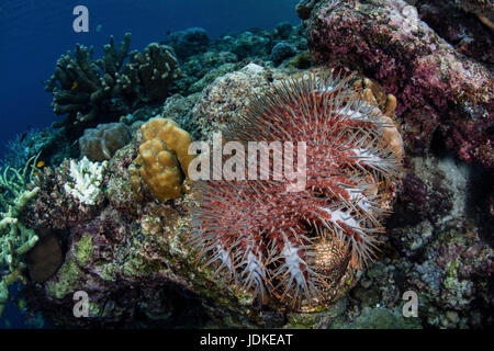 Couronne d'épines dans les récifs coralliens, Acanthaster planci, Raja Ampat, Papouasie occidentale, en Indonésie Banque D'Images