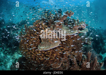 Scolarité Coralfish autour de coraux, Parapriacanthus ransonneti, Raja Ampat, Papouasie occidentale, en Indonésie Banque D'Images