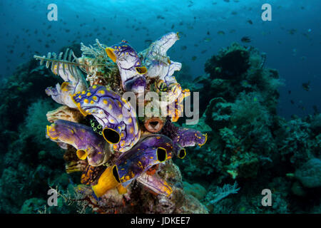 Tache d'encre Sea Squirt, Polycarpa aurata, Raja Ampat, Papouasie occidentale, en Indonésie Banque D'Images