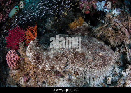 Eucrossorhinus dasypogon Wobbegong, pampilles, Raja Ampat, Papouasie occidentale, en Indonésie Banque D'Images