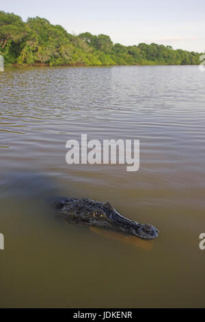 Îles Caïmans - Lunettes Caiman crocodilus - Ours à lunettes Caiman ...