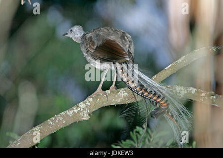 Rang de Dandenong NP, l'Australie, Dandenong Ranges NP, Kanada Banque D'Images