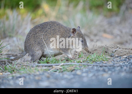 Nez court marsupial cherche dans la terre de l'alimentation, de l'Kurznasenbeutler sucht im Erdreich nach Nahrung Banque D'Images