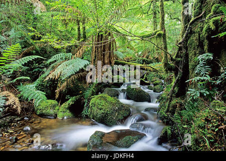 De grade Yarra park à l'échelle nationale, l'Australie, l'Yarra-Ranges National Park, États-Unis Banque D'Images