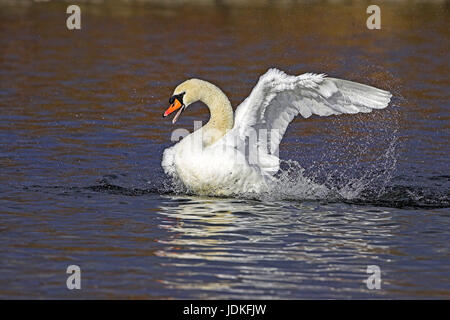 Le soir swan bosse lumière, im Abendlicht Höckerschwan Banque D'Images