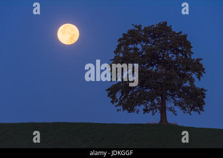 Pleine lune dans la demi-ombre de la terre à côté d'un arbre, im Vollmond Halbschatten der Erde neben einem Baum Banque D'Images
