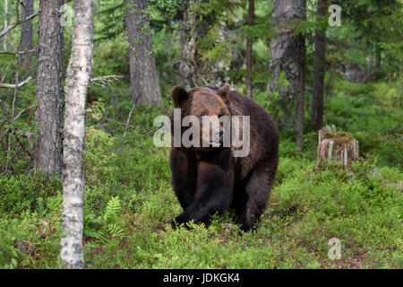 L'ours brun européen, Ursus arctos arctos, Finlande, Scandinavie, Europe, Europaeischer Braunbaer, Finnland, Skandinavien, Europa Banque D'Images