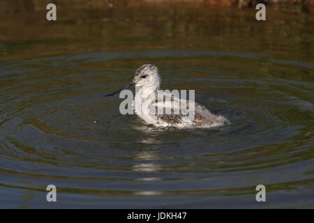 Avocette d’Amérique juvénile Banque D'Images