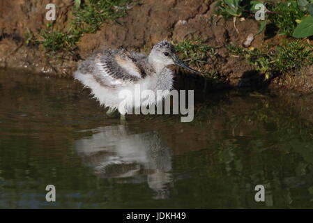 Avocette d’Amérique juvénile Banque D'Images