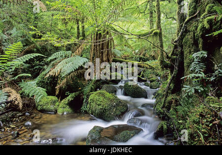 De grade Yarra park à l'échelle nationale, l'Australie, l'Yarra-Ranges National Park, États-Unis Banque D'Images