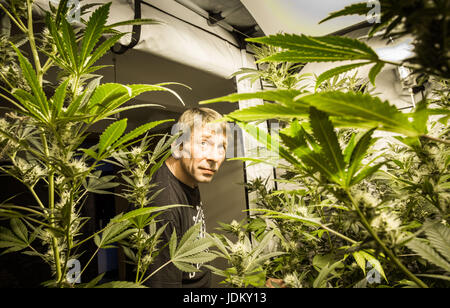 Nieder-Roden, Allemagne. 29 mai, 2017. Frank-Josef Ackerman, inspecte ses plants de cannabis, qu'il montre dans une penderie dans sa maison à Nieder-Roden, Allemagne, 29 mai 2017. Le patient de la douleur est l'un des rares autorisé à cultiver du cannabis, même si seulement pour la consommation personnelle. La Cour constitutionnelle fédérale a décidé que le cannabis cultivé par l'auto-thérapie pour malades dans leurs propres maisons ne doivent pas être confisqués par la police tant qu'ils remplissent certaines conditions préalables. Photo : Frank Rumpenhorst/dpa/Alamy Live News Banque D'Images