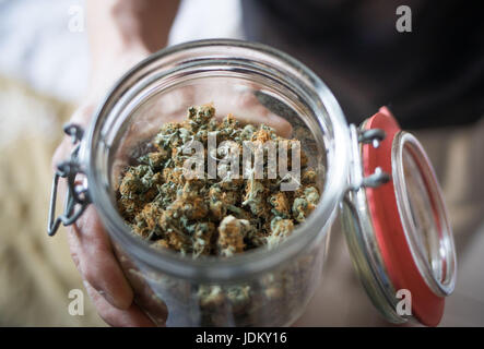 Nieder-Roden, Allemagne. 29 mai, 2017. Frank-Josef Ackerman montre une partie de sa récolte de plantes de cannabis qu'il pousse dans un placard de sa maison à Nieder-Roden, Allemagne, 29 mai 2017. Le patient de la douleur est l'un des rares autorisé à cultiver du cannabis, même si seulement pour la consommation personnelle. La Cour constitutionnelle fédérale a décidé que le cannabis cultivé par l'auto-thérapie pour malades dans leurs propres maisons ne doivent pas être confisqués par la police tant qu'ils remplissent certaines conditions préalables. Photo : Frank Rumpenhorst/dpa/Alamy Live News Banque D'Images