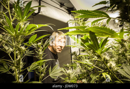 Nieder-Roden, Allemagne. 29 mai, 2017. dpatop Frank-Josef - Ackerman inspecte ses plants de cannabis, qu'il montre dans une penderie dans sa maison à Nieder-Roden, Allemagne, 29 mai 2017. Le patient de la douleur est l'un des rares autorisé à cultiver du cannabis, même si seulement pour la consommation personnelle. La Cour constitutionnelle fédérale a décidé que le cannabis cultivé par l'auto-thérapie pour malades dans leurs propres maisons ne doivent pas être confisqués par la police tant qu'ils remplissent certaines conditions préalables. Photo : Frank Rumpenhorst/dpa/Alamy Live News Banque D'Images