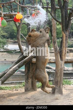 Séoul, Corée du Sud. 21 Juin, 2017. Un lion joue avec des ballons remplis d'eau au milieu de la chaleur d'été à Everland resort de Seoul, Corée du Sud, le 21 juin 2017. Source : Xinhua/Alamy Live News Banque D'Images