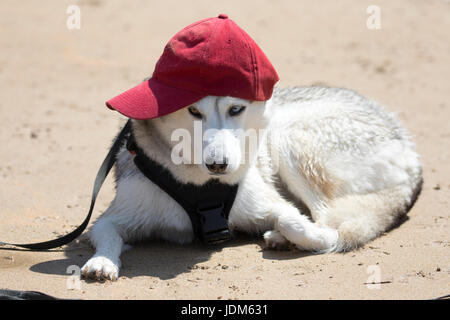 Husky de Sibérie à la recherche d'un peu malheureux assis à la plage de Bedruthan Steps portant une casquette de baseball de garder le chaud soleil d'été au large de la tête, Cornwall, Angleterre Banque D'Images