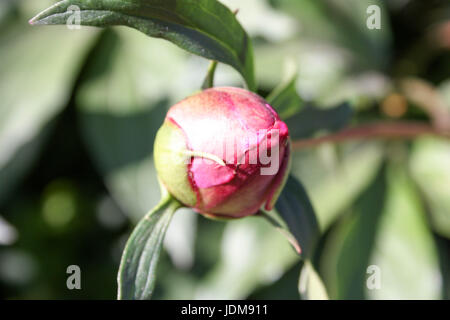 Une fleur rouge fleur rose bud.. Rare et beau. la nature. Pencha sa tête vers le bas. La photo pour votre conception Banque D'Images