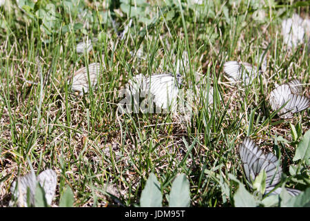 Beaucoup de papillons dans l'herbe verte. La photo pour votre conception Banque D'Images