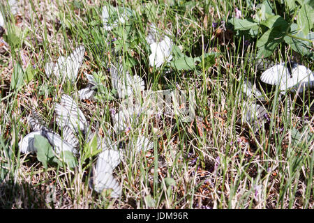 Beaucoup de papillons dans l'herbe verte. la mort. La photo pour votre conception Banque D'Images