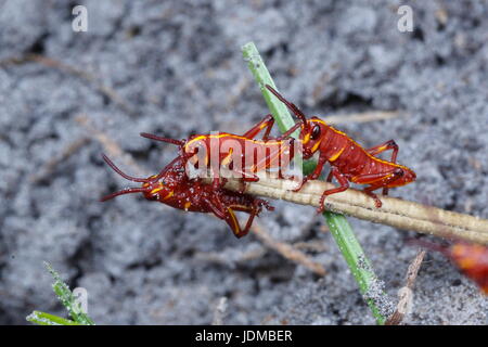 Lubber grasshopper nymphes, Romalia guttata, sortir du sol dans les grands groupes. Banque D'Images