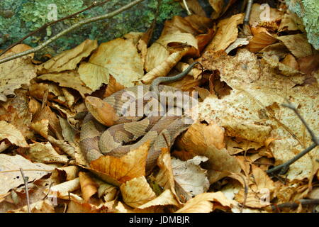 Un serpent venimeux le nord de Copperhead, Agkistrodon contortrix mokason, se fond dans les feuilles mortes où il repose. Banque D'Images