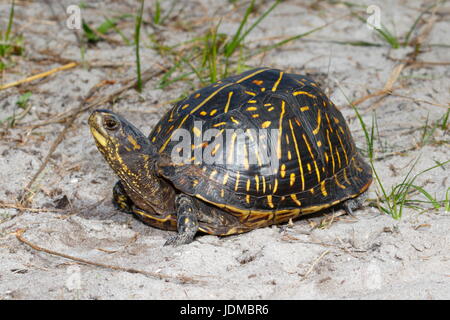 Une boîte de Floride, tortues Terrapene Carolina bauri. Banque D'Images