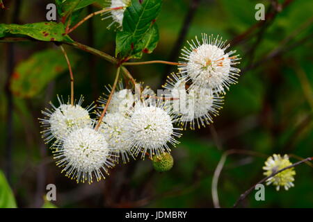 Céphalanthe occidental, Cephalanthus occidentalis, fleurs. Banque D'Images