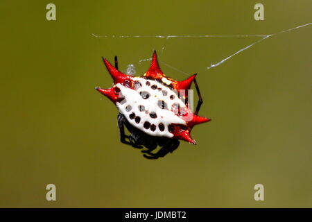 Une tortue à orb weaver spider, Gasteracantha cancriformis, dans son site web. Banque D'Images