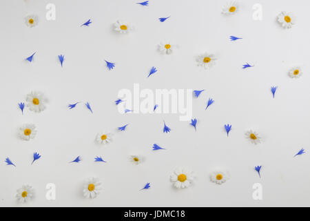 Daisy fleurs de camomille et de pétales de bleuet sur fond blanc. Mise à plat, vue du dessus Banque D'Images