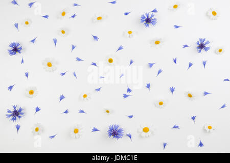 Daisy fleurs de camomille et barbeaux sur fond blanc. Mise à plat, vue du dessus Banque D'Images