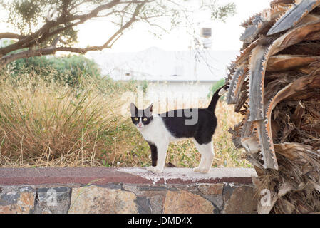 Chat blanc noir debout sur le mur de pierre Banque D'Images
