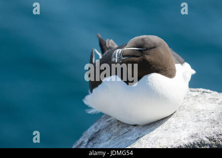 Petit pingouin (Alca torda) sitting on rock Banque D'Images