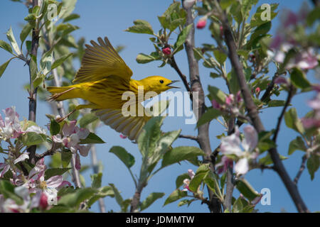 Paruline jaune mâle en vol par l'intermédiaire de fleurs de pommier dans la poursuite d'insectes Banque D'Images